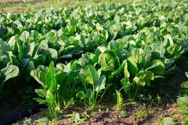 Lush green fields of Lekhoakhoa Farms